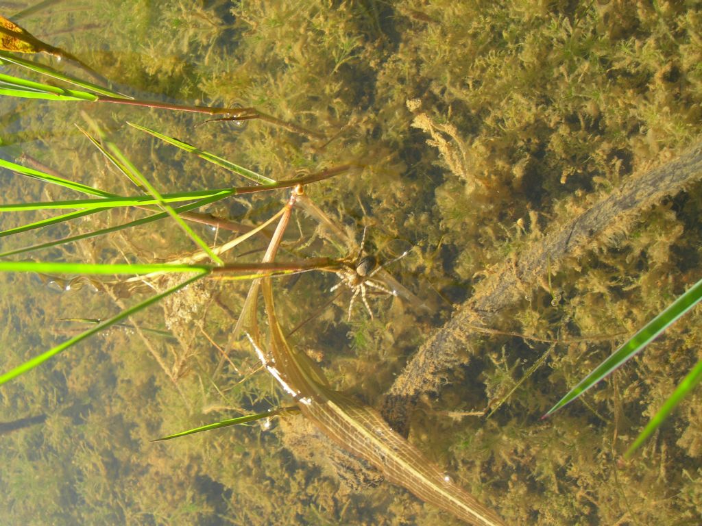 Arctosa sp. - Riotorto (LI)